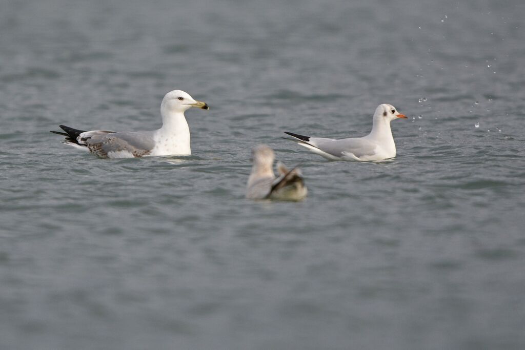 Yellow-legged GullThird  year, identification