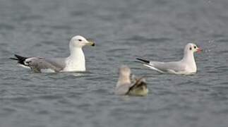 Yellow-legged Gull