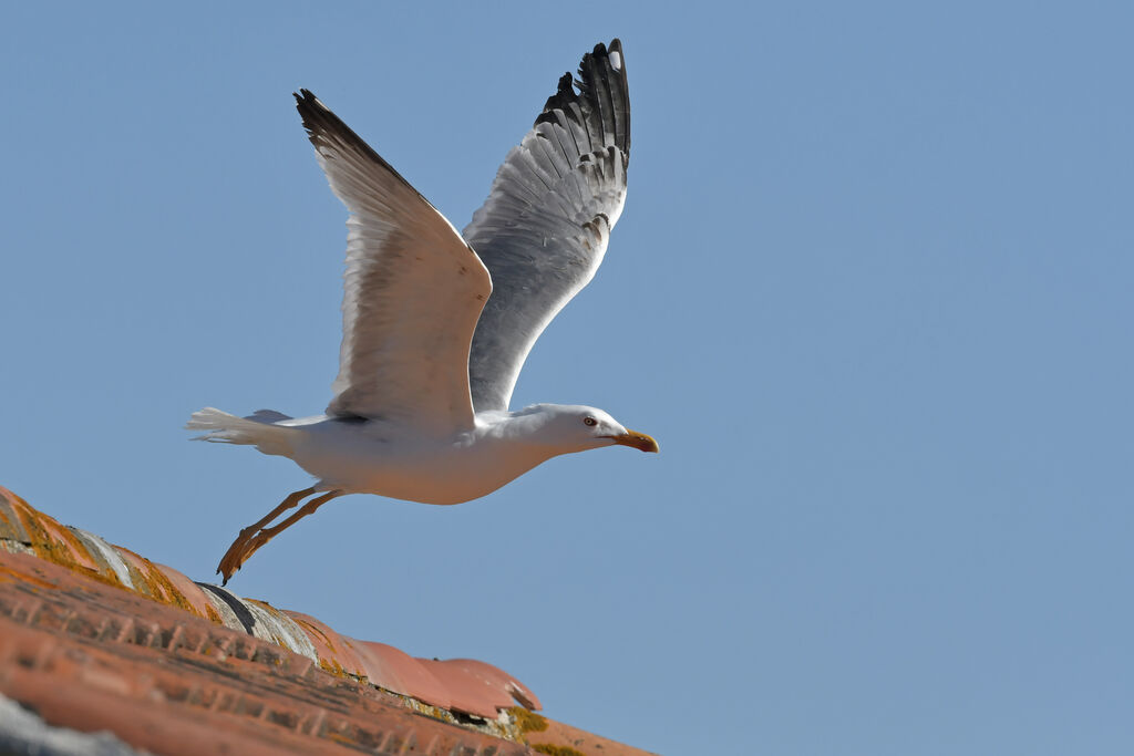 Yellow-legged GullThird  year, identification