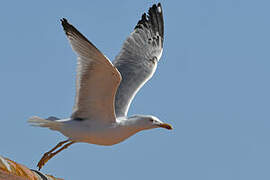 Yellow-legged Gull