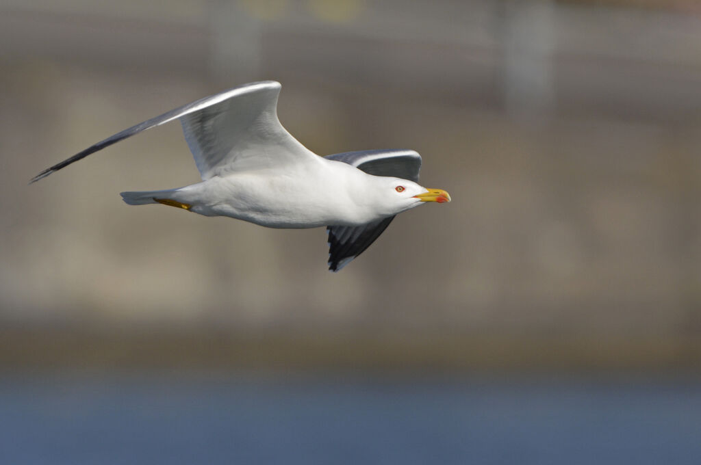 Yellow-legged Gulladult breeding, identification