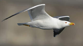 Yellow-legged Gull