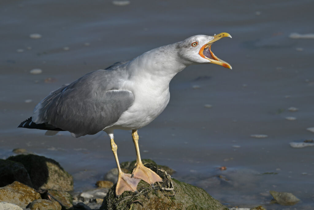 Goéland leucophéeadulte internuptial, identification