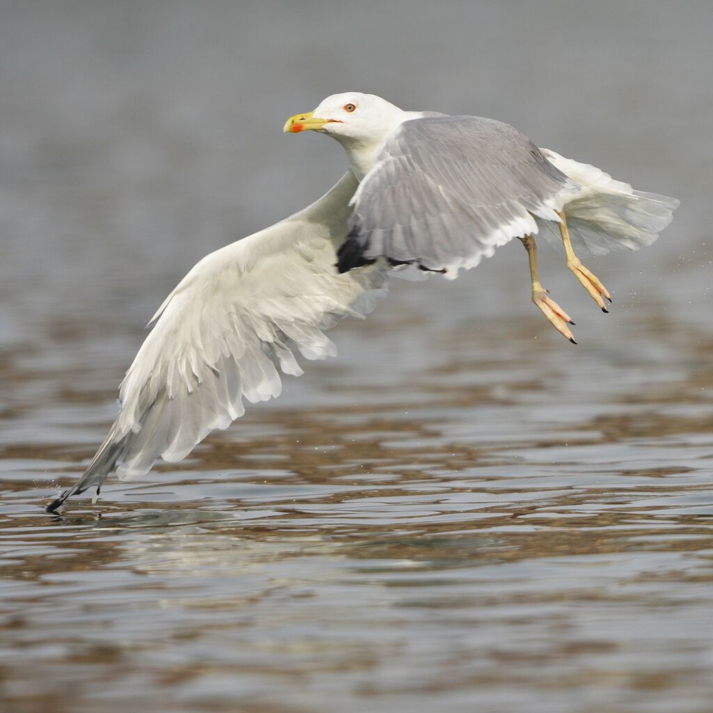 Goéland leucophéeadulte nuptial, Vol