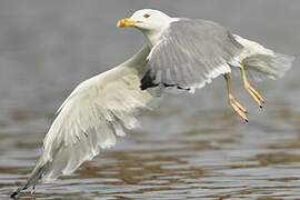 Yellow-legged Gull