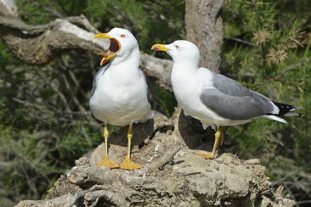 Goéland leucophéeadulte nuptial