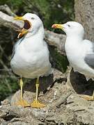 Yellow-legged Gull