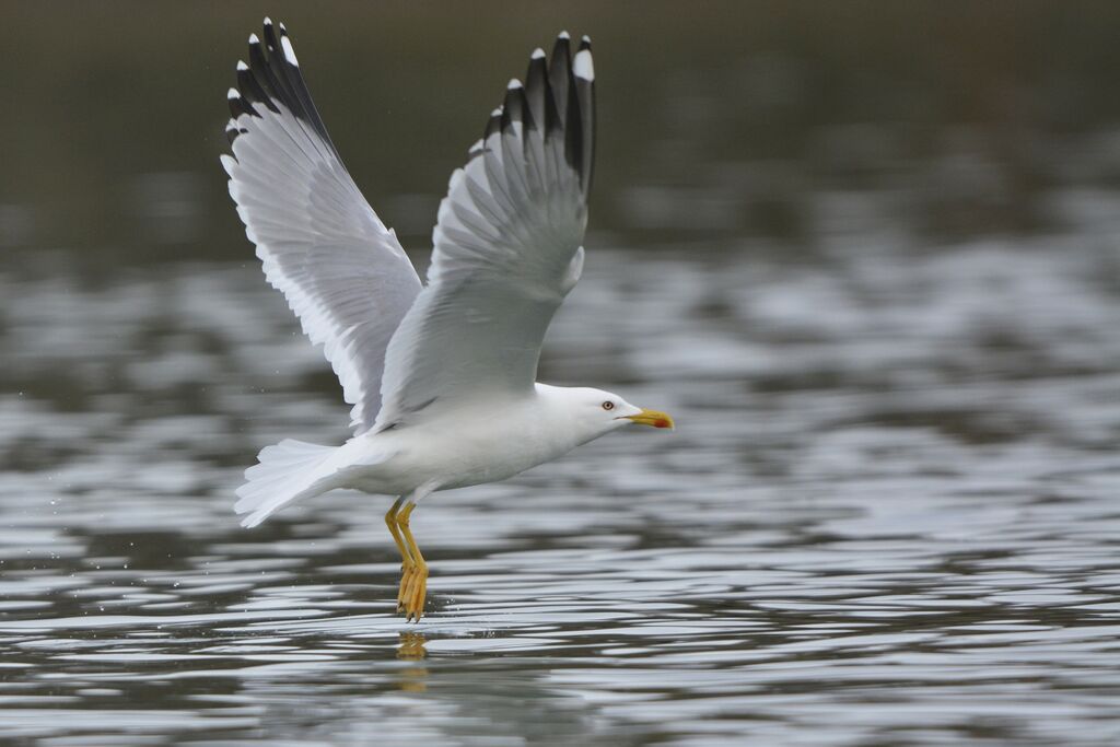 Yellow-legged Gulladult breeding, Flight