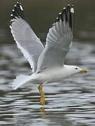 Yellow-legged Gull