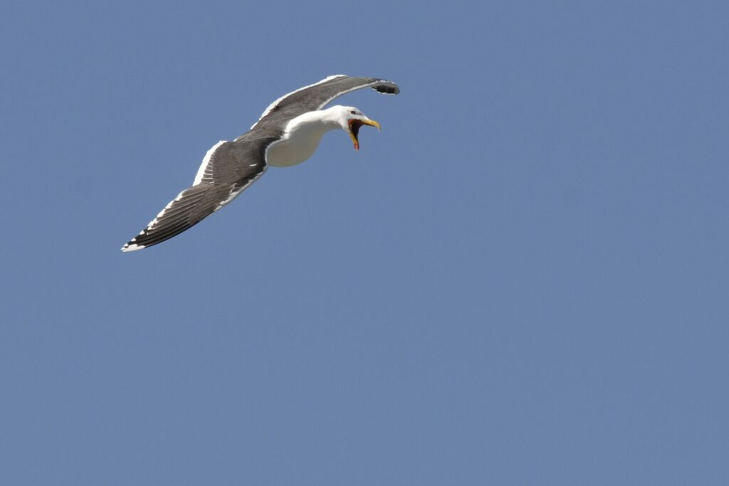 Goéland marinadulte nuptial, identification