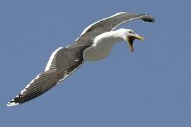 Great Black-backed Gull