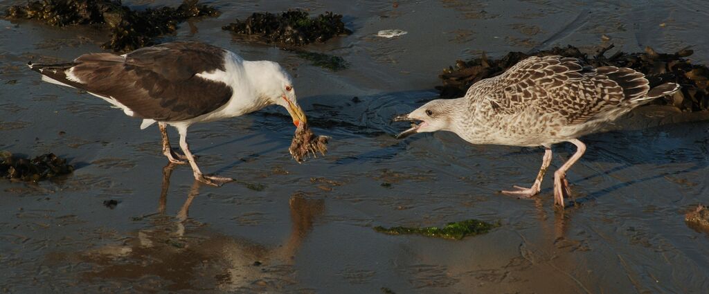 Great Black-backed Gull