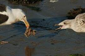 Great Black-backed Gull