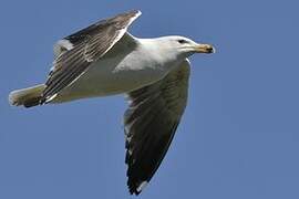 Great Black-backed Gull