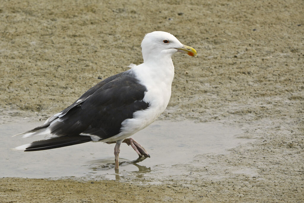 Goéland marinadulte nuptial, identification