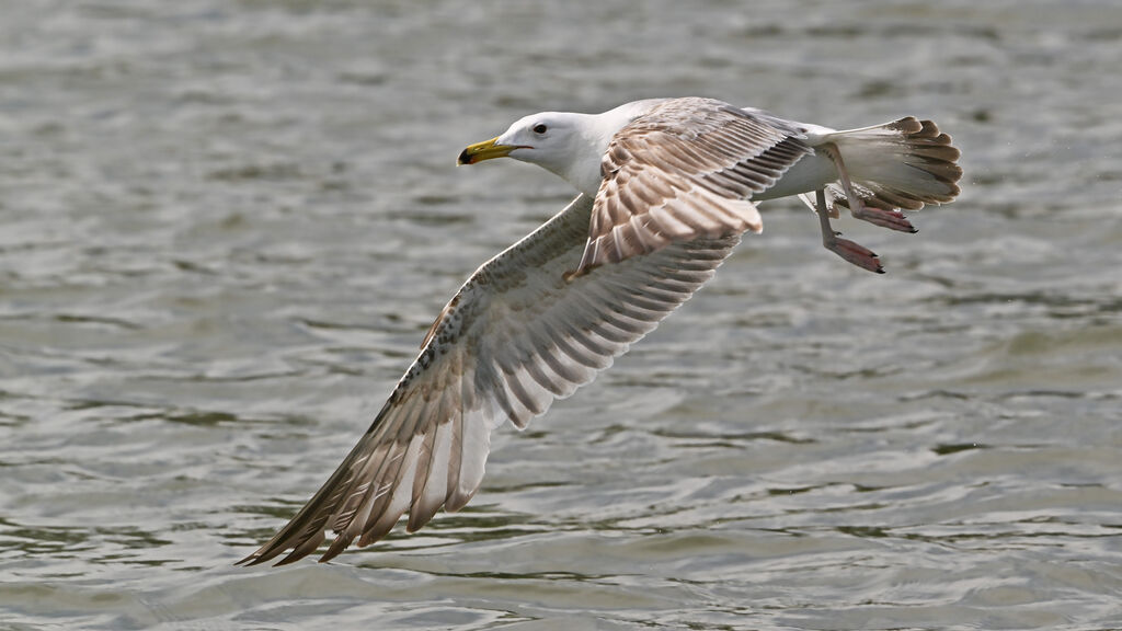 Caspian GullSecond year, Flight
