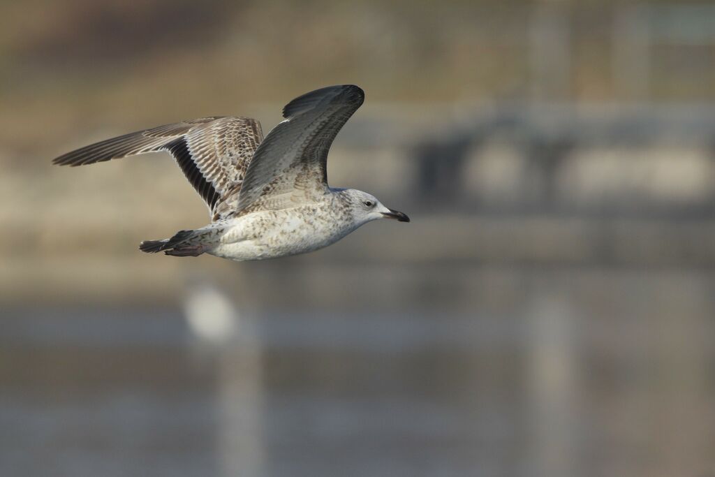 Caspian GullSecond year, Flight