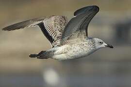 Caspian Gull