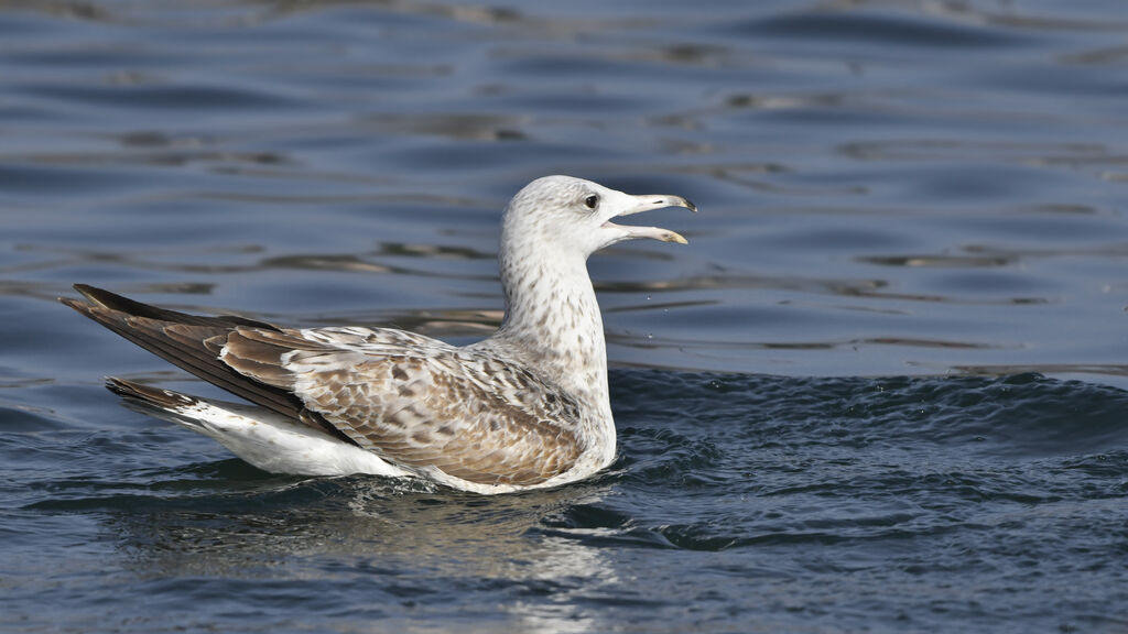 Caspian GullSecond year, identification