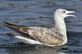 Caspian Gull