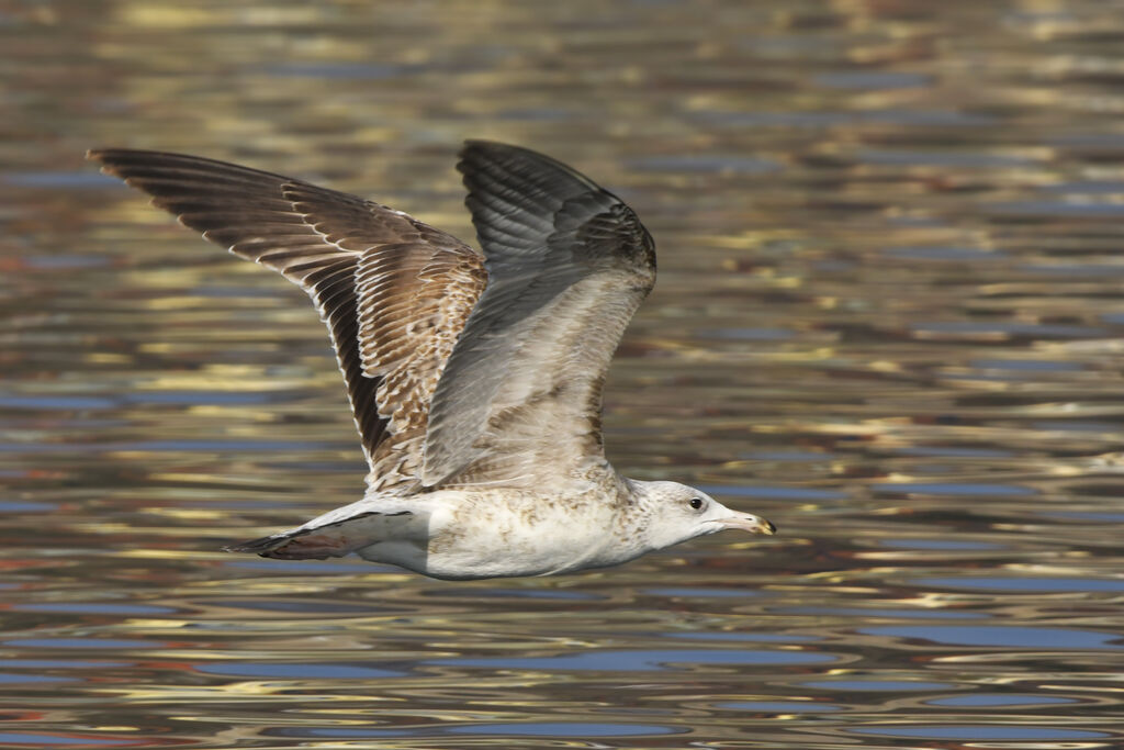 Caspian GullSecond year, Flight