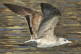 Caspian Gull