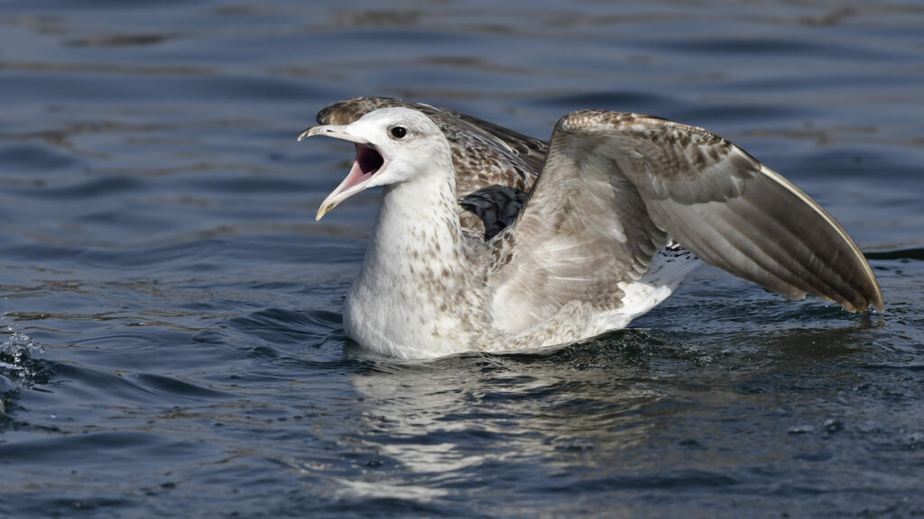 Caspian GullSecond year, identification