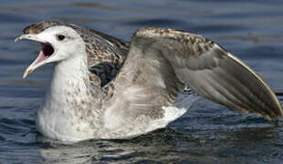 Caspian Gull