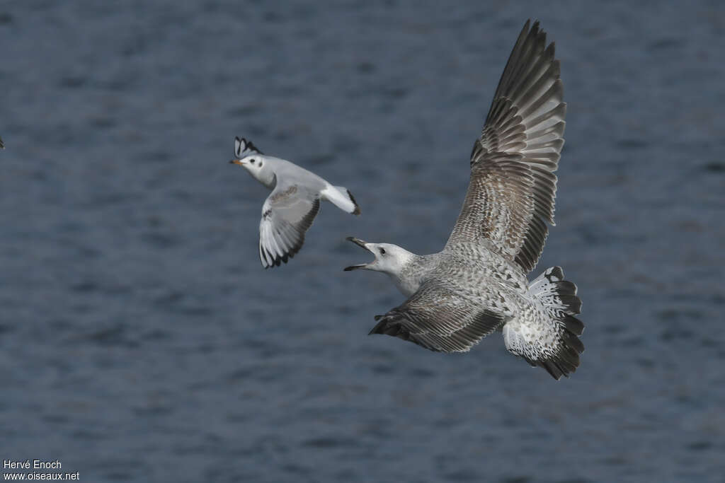 Caspian GullSecond year, pigmentation, Flight, Behaviour