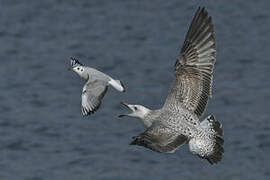 Caspian Gull