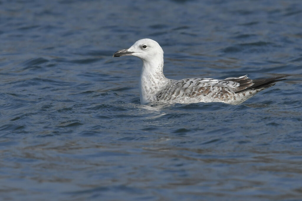 Caspian GullSecond year, identification