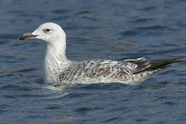 Caspian Gull