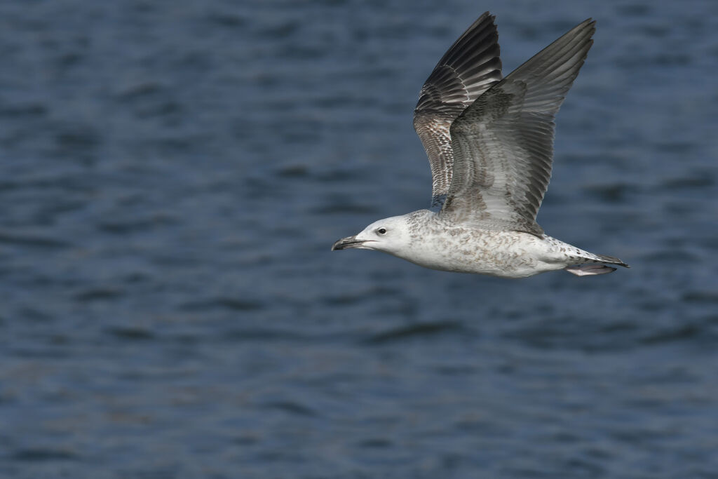 Caspian GullSecond year, Flight