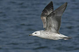 Caspian Gull