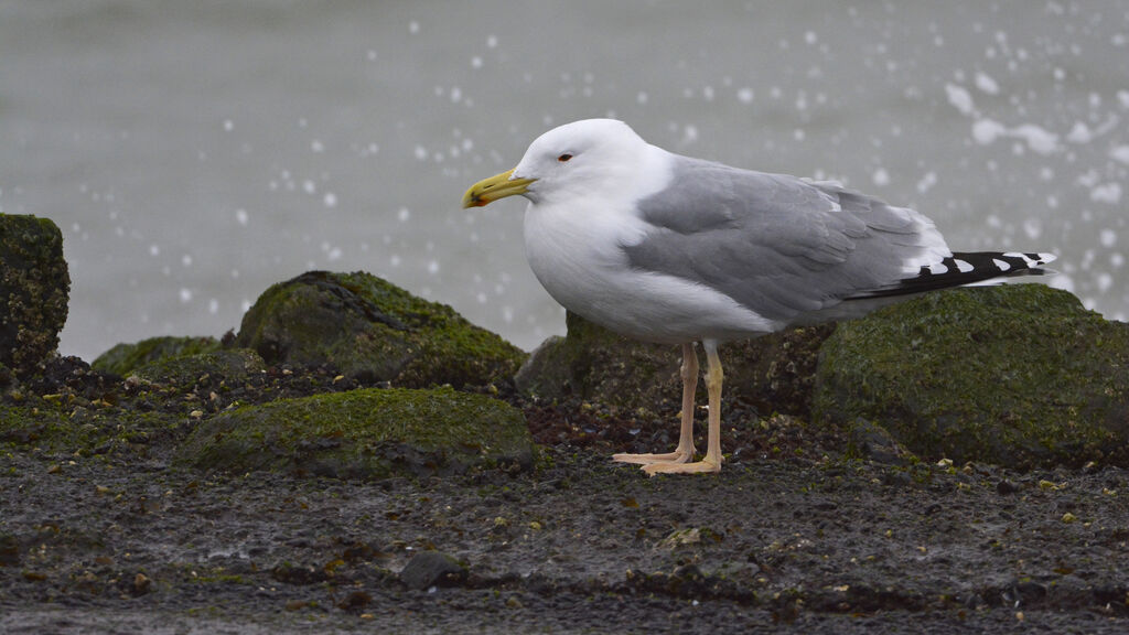 Caspian Gulladult, identification