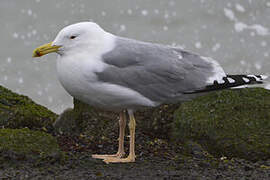 Caspian Gull