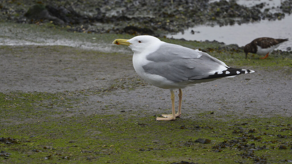 Caspian Gulladult, identification