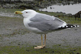 Caspian Gull