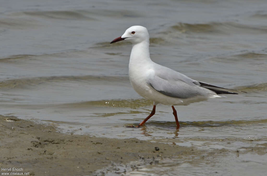 Goéland railleuradulte nuptial, identification