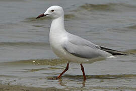 Slender-billed Gull