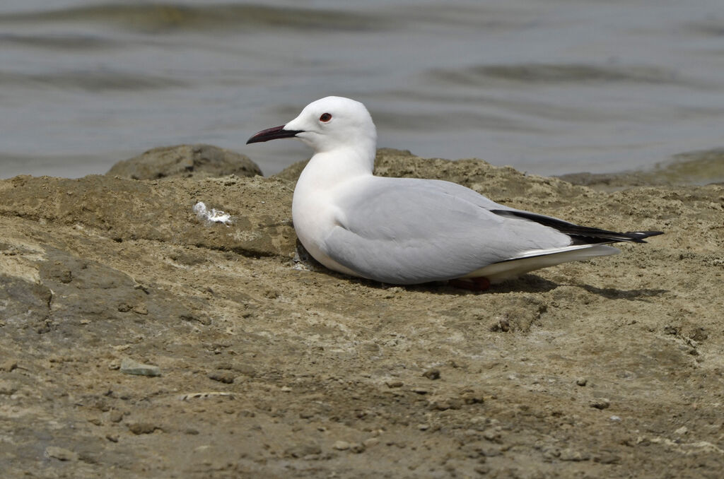 Slender-billed Gull