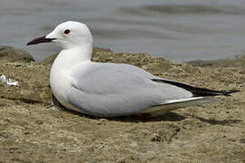 Slender-billed Gull