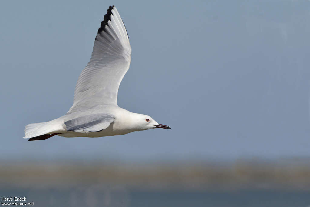 Slender-billed Gulladult breeding, pigmentation, Flight