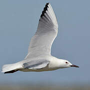 Slender-billed Gull