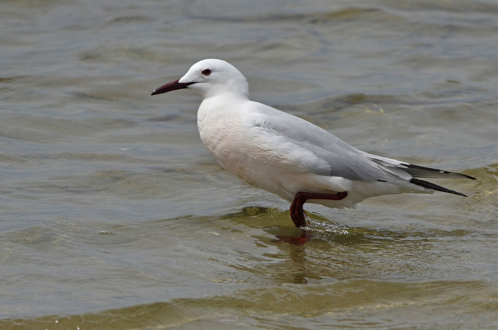 Slender-billed Gull