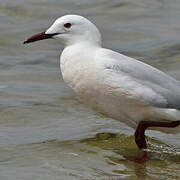 Slender-billed Gull