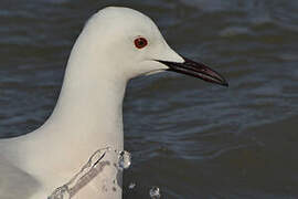 Slender-billed Gull