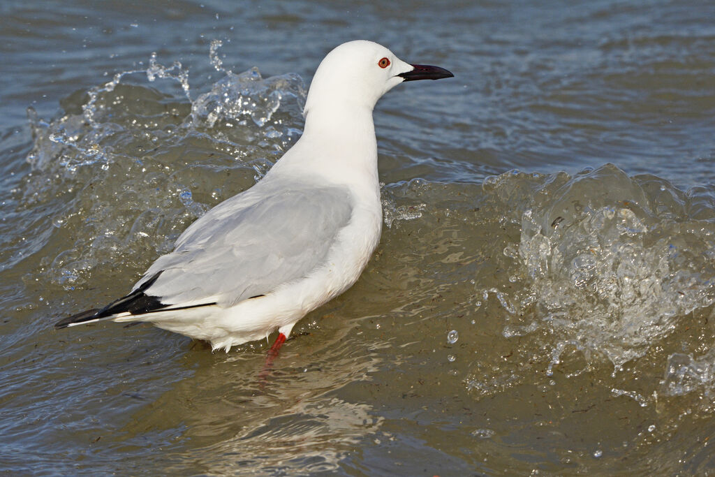 Slender-billed Gull