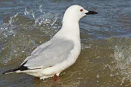 Slender-billed Gull