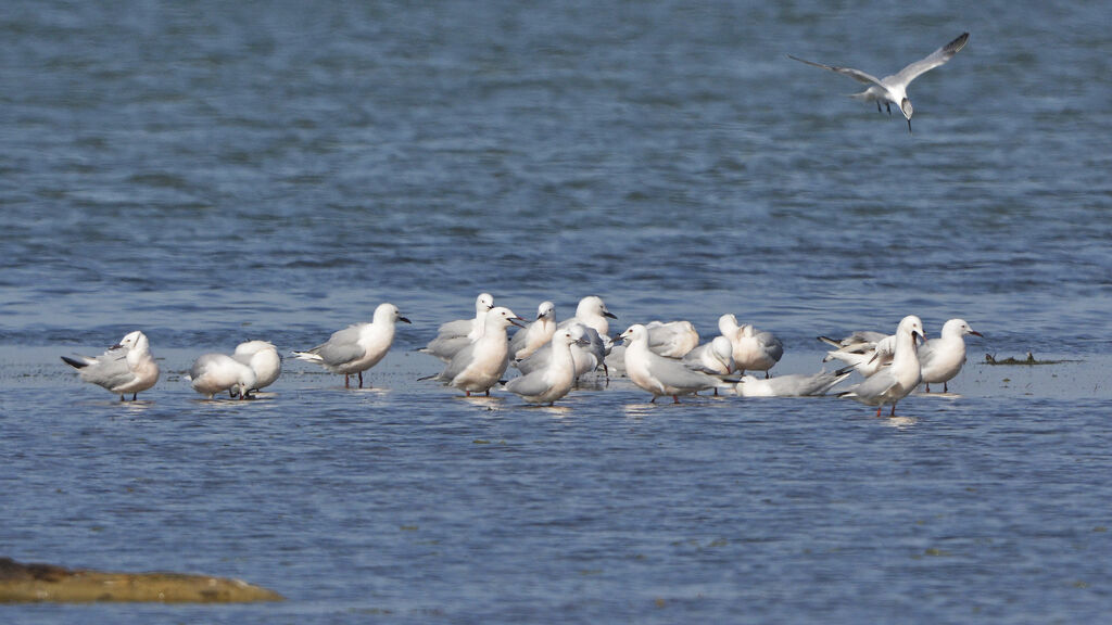 Slender-billed Gull